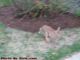 Rabbit on the Move, Brookings Street, Medford, Mass.