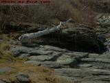 Natural Driftwood Bridge, Cape Elizabeth, Maine
