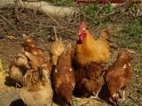 Rooster and Hens, Groveland, New York
