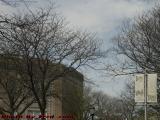 Spring Trees, Davis Sqaure, Somerville, Massachusetts