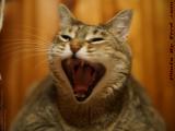Sing It Out Now!  I've Been Here 9 Years!  Penny, Medford