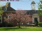 Spring Blooming at the Howe Library, Wellsville, New York