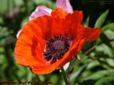 Flower Study, Draper Street, Dorchester, Massachusetts