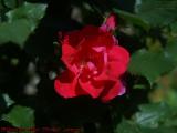 Sunlit Rose, Draper Street, Dorchester, Massachusetts