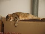 Penny Lounging on the Heater, Wellsville, New York