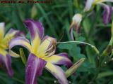 Cross Pollination? Island Park, Wellsville, New York