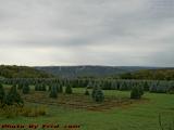Wisps Touching Beyond the Tree Farm, Above Wellsville, NY