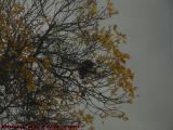 Abandoned Nest on Cloudy Skies, Brookings St., Medford