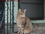 Attentive Miss Penny Watching Brookings Street, Medford