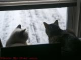 Silly and Penny Wondering About the Weather, Dell Court