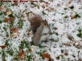Hungry Squirrel, Island Park, Wellsville, New York