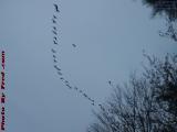 Migrating Geese Over Island Park, Wellsville, New York