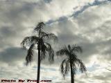 Palm Trees on Partly Cloudy Sky Beat Winterscapes Any Day