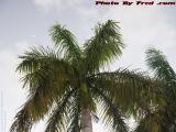Moon Over My ... Palms, Plantation, Florida