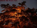 Tree Lit From Inside by Electric Fire, Plantation, Florida