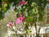 Spring Blooms in Afternoon Sun, Plantation, Florida