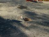 Juvenile American White Ibis, Plantation, Florida