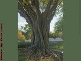 Twisted Tree Trunk, The Terraces, Plantation, Florida