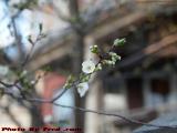 Cherry Blossoms Breaking Into Spring, Brookings Street