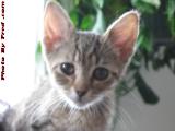 Soft Focus on Penny, Newly Arrived Ten Years Ago, Medford