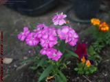 Spring Pink, Doorstep Flowers, Wellsville, New York