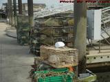 Lobster Traps Between Shifts, Lower Saugus River, Mass.