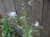 Summer Flowers Gone to Seed, Brookings Street, Medford