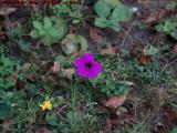 Who's That Peeping Out of a Front Lawn Flower?