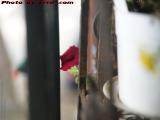 A Kiss of Remembered Summer Peeking Through, Medford