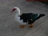 Denizen of the Lake, Plantation Pointe, Florida