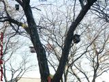 Bird Feeders in Late Day Shadows, Davis Square, Somerville