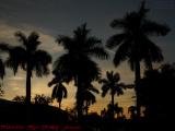 Palms on Palms on Suset, Sunrise, My Florida Anniversary
