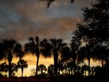 Palm Leaves Reflecting Sunset Light, Plantation, Florida