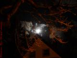 Winter Moon Burning Through Street Lit Trees, Medford