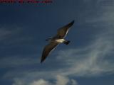 Soaring Gull, Dania Beach, Florida