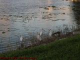 American White Ibis in Habitat, Plantation, Florida