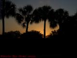 Sunset Foliage Silhouttes, Plantation, Florida