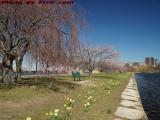 Boston Starting to Bloom, Charles River Esplanade