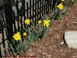 Spring Daffodils, George Street, Medford, Massachusetts