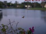 Dragonfly Barely Holding On In Dusk Breeze, Plantation