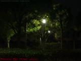 Palms Illuminated By Street Lights, Plantation, Florida