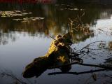 Log Monster Lining Up For a Bite, Mystic River, Medford