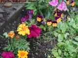 Volunteer Garden Following Rain, Wellsville, New York