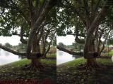 Cropped Tree, Plantation, Florida (cross eye stereo)