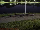 Duck Convention in Available Light, Pnatation Pointe