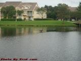I Own This Land! Young Bird Claiming Territory, Plantation