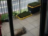 Penny on the Patio, Chubby Kitty Relaxing, Plantation