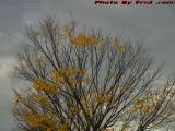 Ravaged Tree on Chilly Autumn Clouds, Peabody, Mass.
