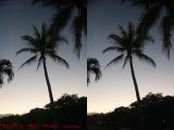 Palms on Gloaming Sky, Plantation (cross eye stereo)