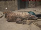 Watchful Komodo Dragon, Mandalay Bay Hotel, Las Vegas